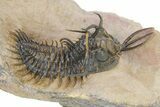 Short-Fork Walliserops Hammi Trilobite - Foum Zguid, Morocco #316431-2